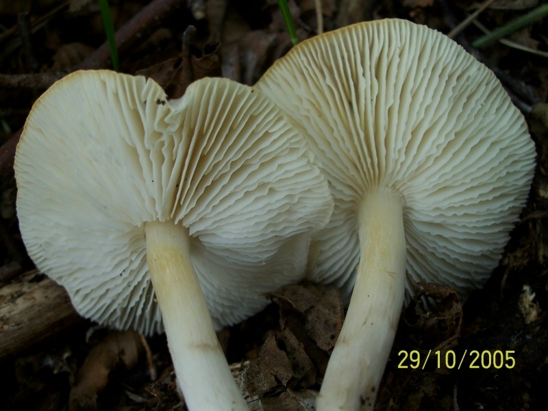 Tricholoma scalpturatum